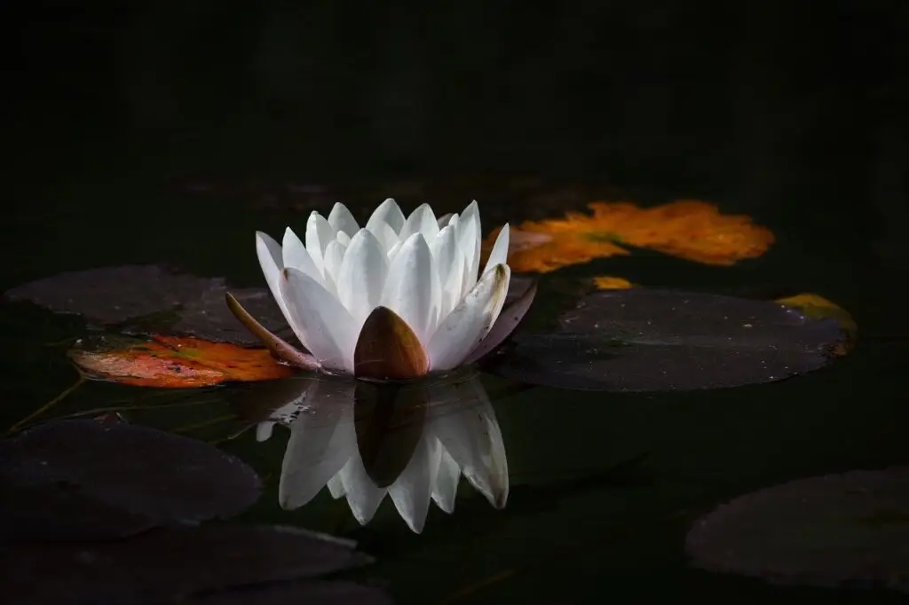 flower, lotus, pond, beautiful flowers, white flower, nature, water lily, reflection, meditation, flower wallpaper, flower background, zen, meditation, meditation, meditation, meditation, meditation