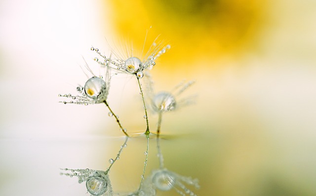 dandelion, drops, reflection, waterdrop, seeds, close up, flying seeds, tender, nature, macro, dandelion, dandelion, dandelion, dandelion, dandelion, reflection, seeds, macro